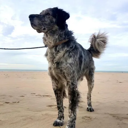 Appartement Seaview Loft Oostende