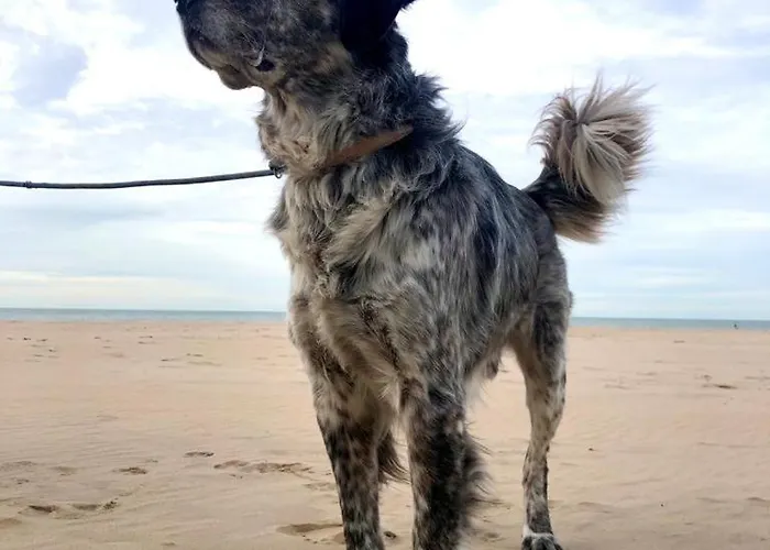 Appartement Seaview Loft Oostende